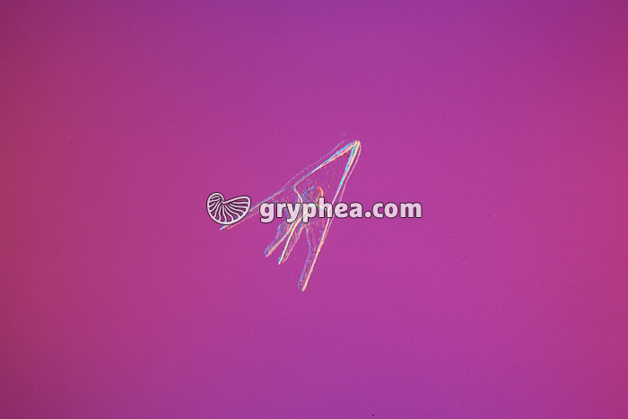 Oursin - Larve Plutéus (Paracentrotus lividus) x25 - gryphea.com